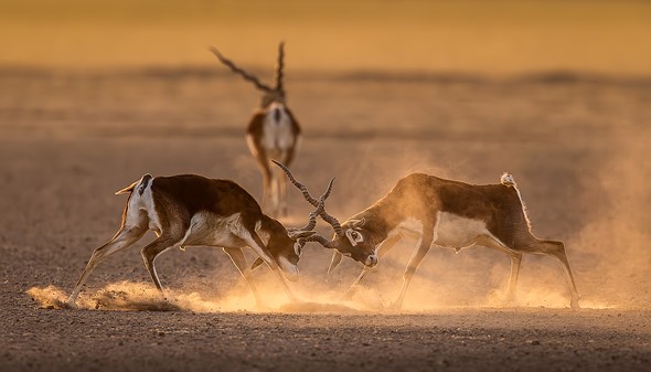  M0A6325 - J Rajput