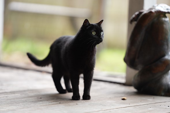 a black cat stands alert on a porch