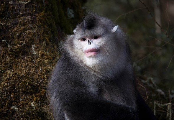 j Yunnan Snub Nosed Monkeys 8-1-2026 1