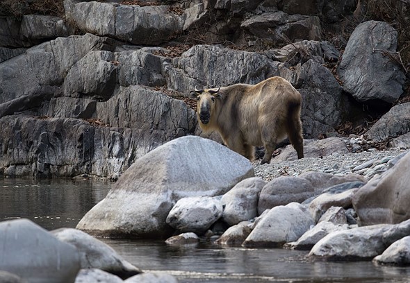 j Tanjiahe 12-1-2026 6