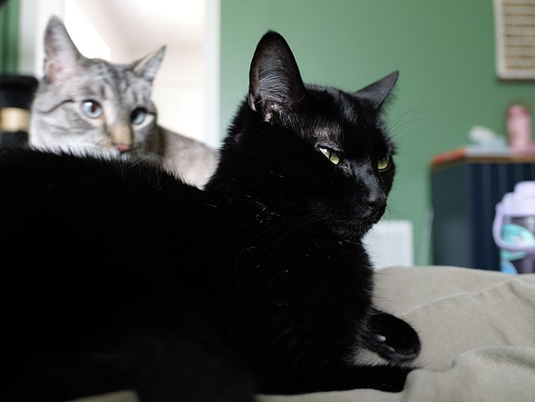 two cats sitting on a couch