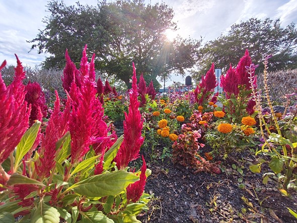 bushy red flowers growing in garden bed