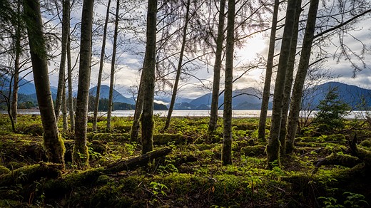 Jefenator-forest-mountains-water