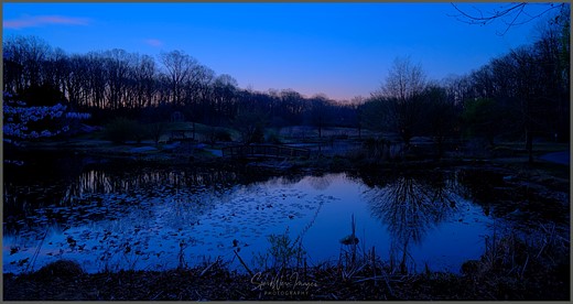 GrayCard-deep-blue-early-morning-swamp-lake