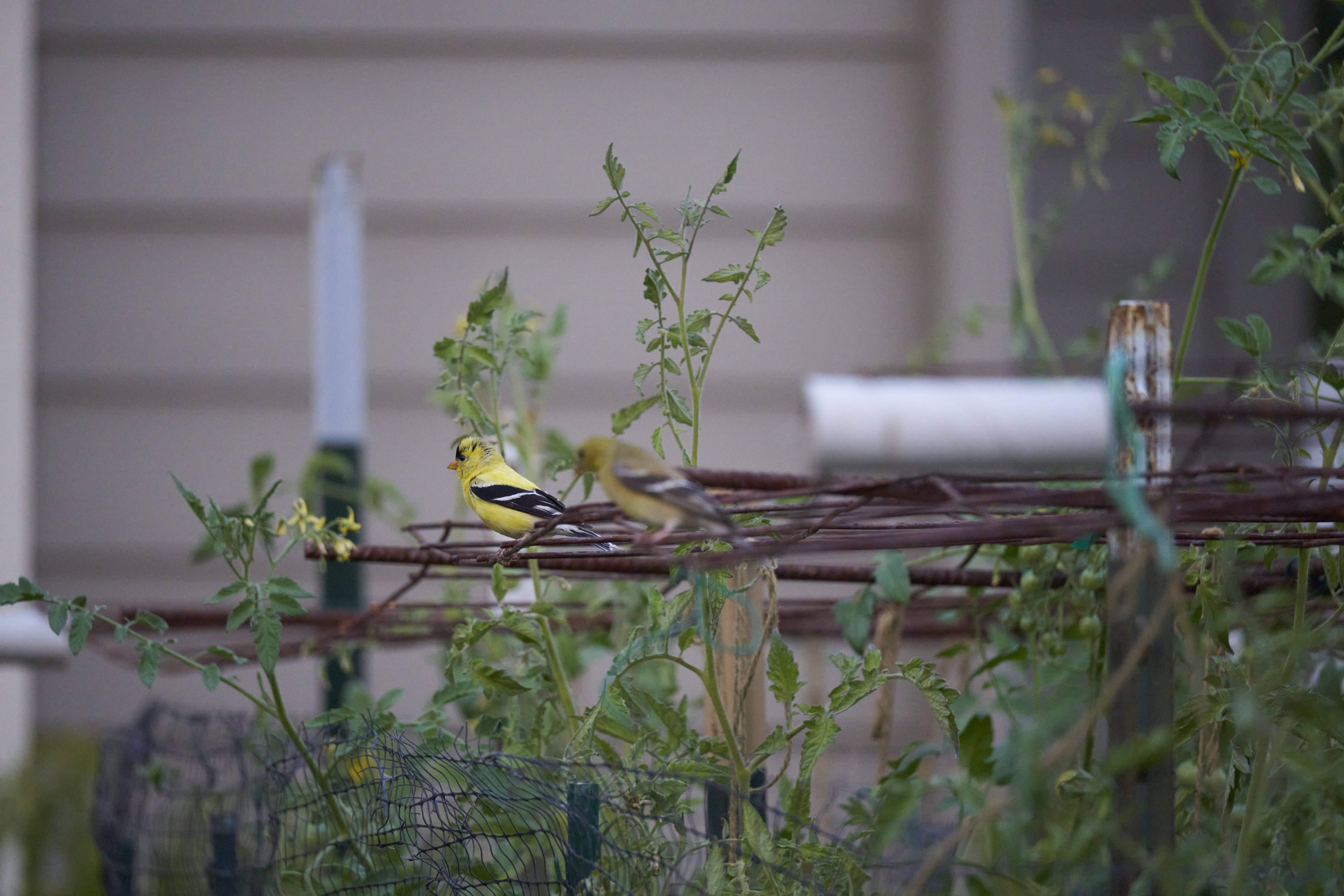 Two yellow birds sit on a cage built around a garden.