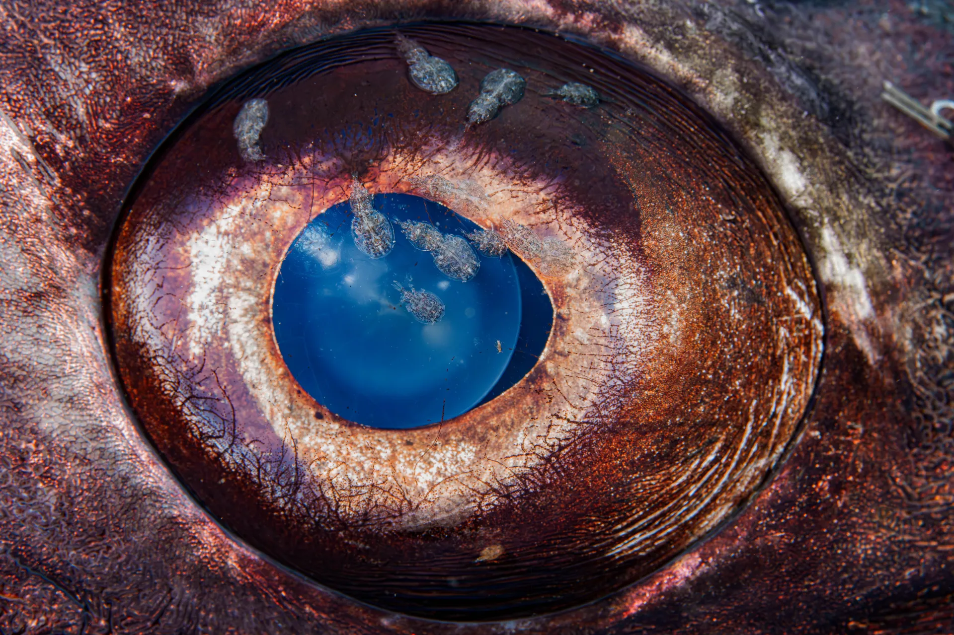 Close-up of a fish’s eye with detailed textures and veins, featuring an iris with a blue center and reddish-brown outer ring, highlighted by visible reflections.