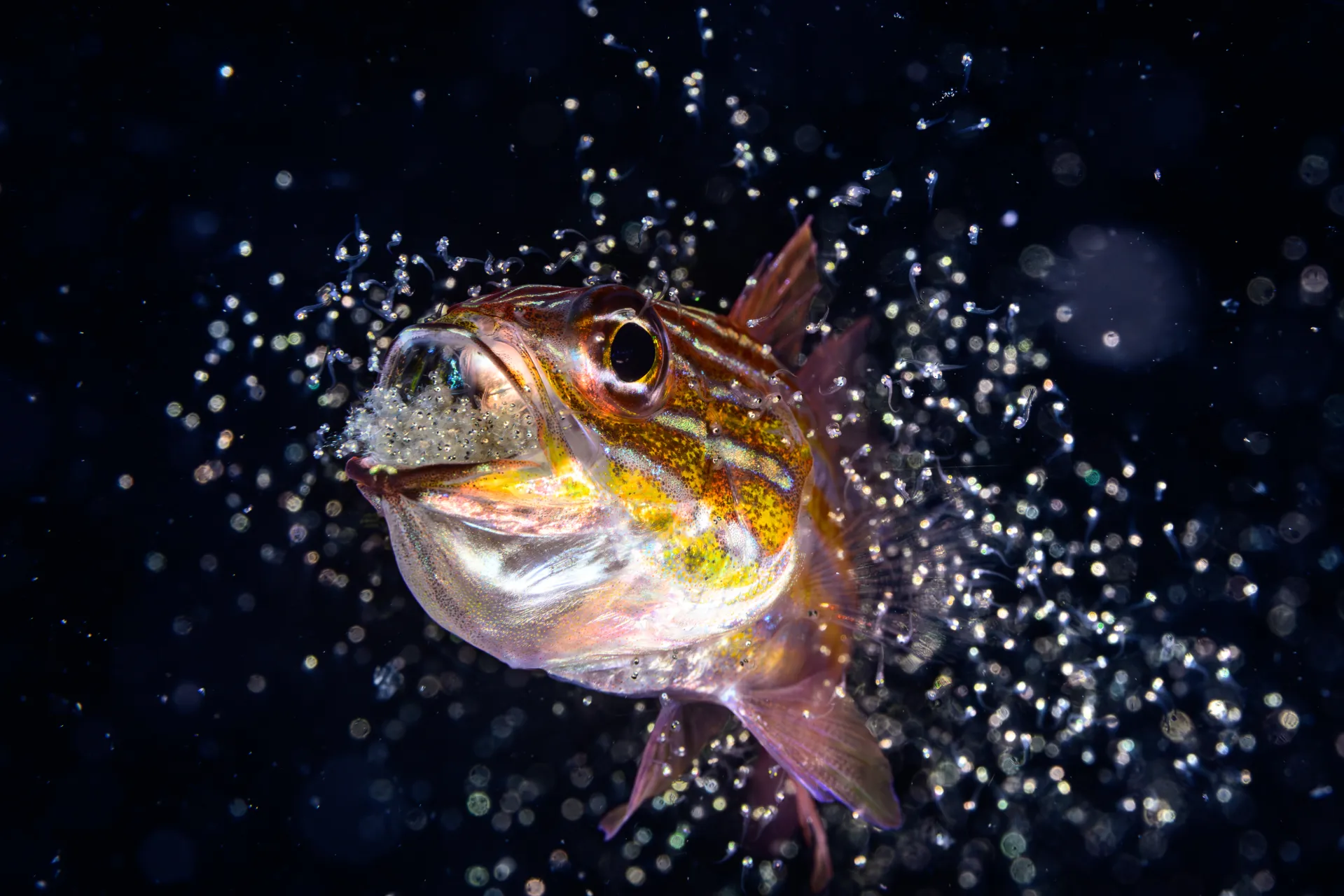 Colorful fish in close-up with mouth open, releasing a cloud of tiny bubbles or particles underwater, set against a dark background.