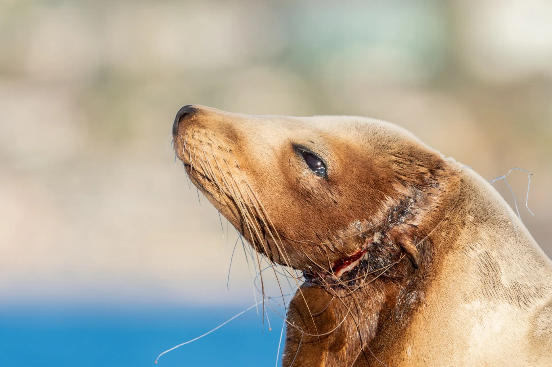 Sea lion with a visible neck injury looks upward against a blurred blue and beige background.