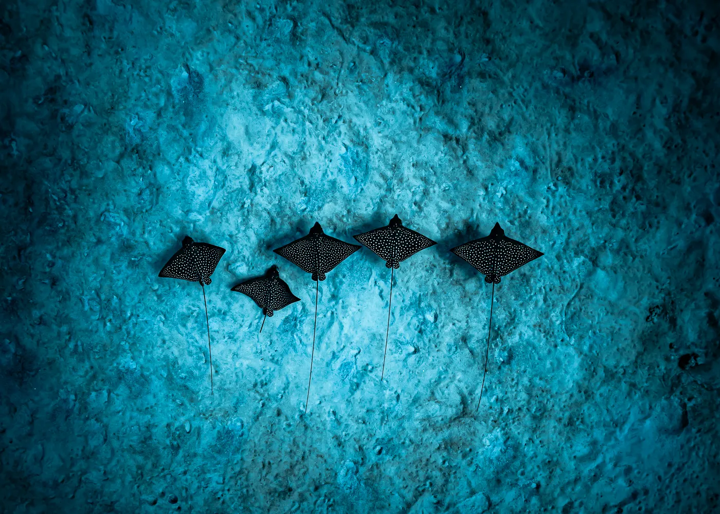 Five spotted eagle rays with dark bodies and white spots swim in a line above a textured blue ocean floor.