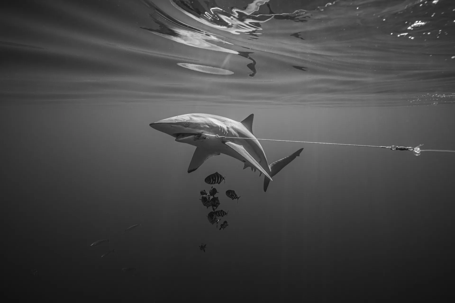 Shark caught on a fishing line swims underwater with smaller fish nearby; sunlight filters through the water’s surface. Black and white photograph.