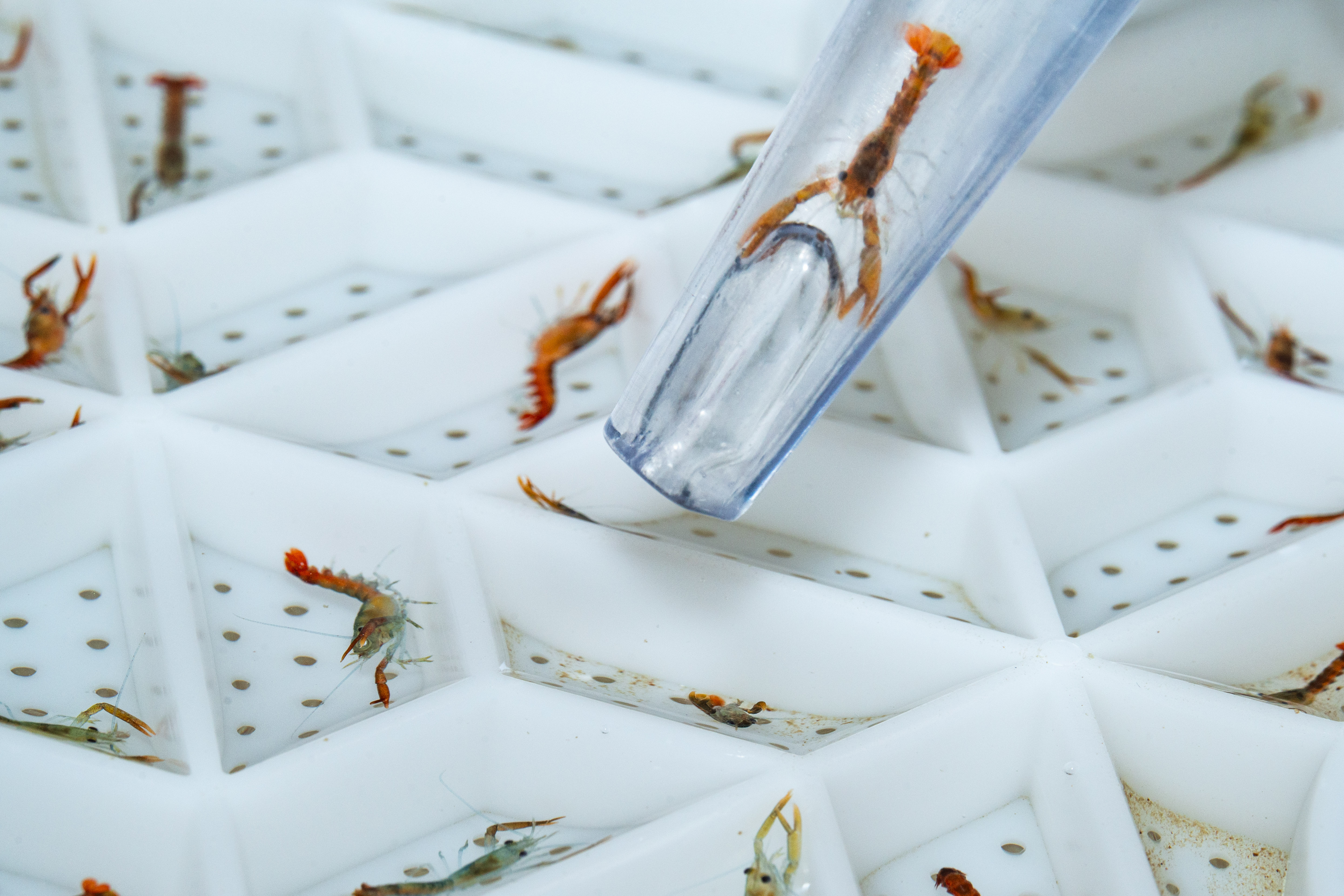 Pipette transferring small shrimp-like aquatic organisms in a white, hexagonal lab tray with perforated compartments.