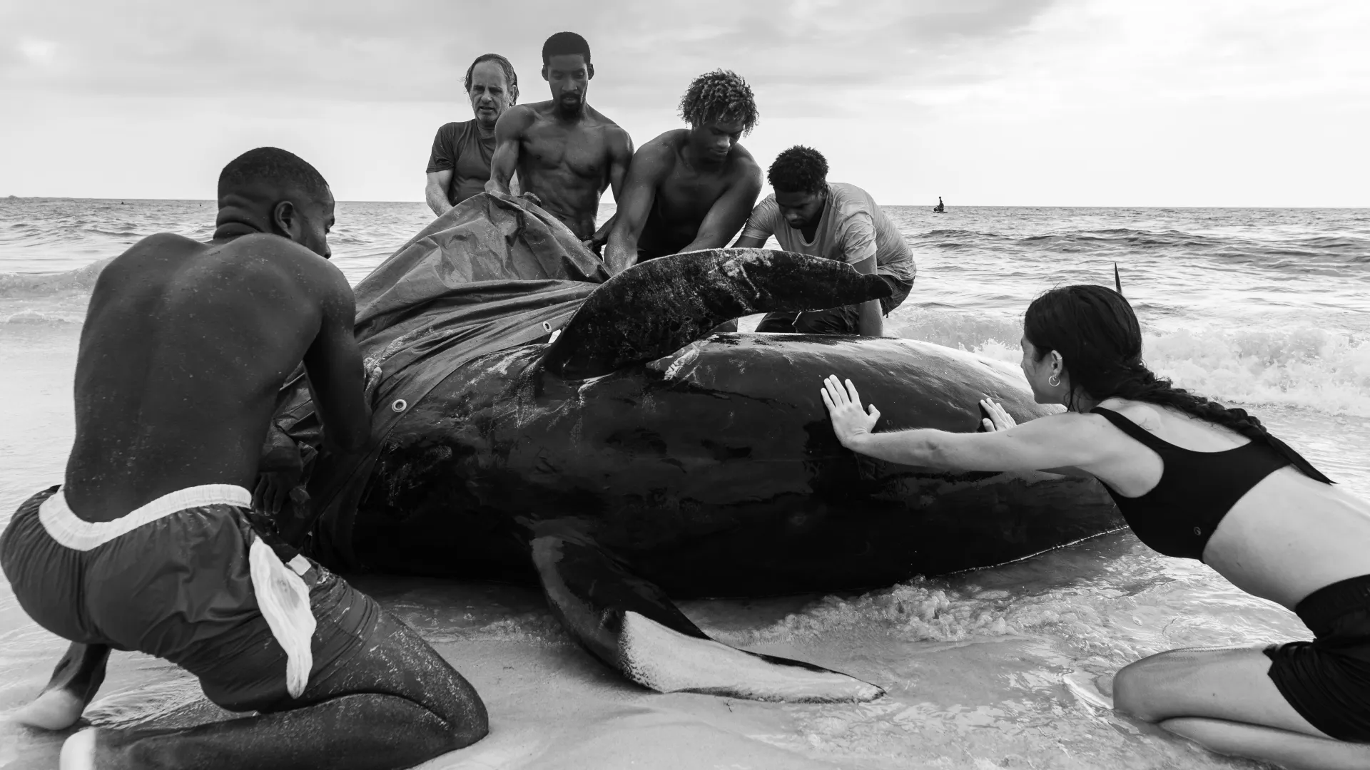 A large stranded whale on a sandy beach is being assisted by six people working together in shallow water near the shore under a cloudy sky.