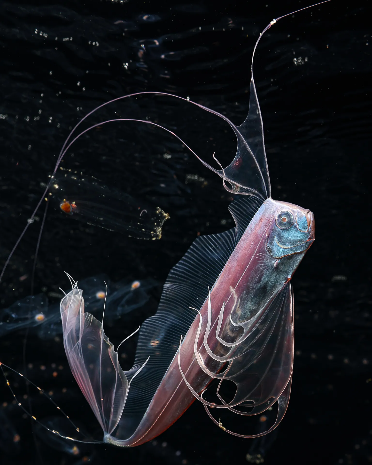 Translucent deep-sea ribbonfish with elongated, delicate fins and a prominent blue head swimming in a dark, speckled underwater setting.