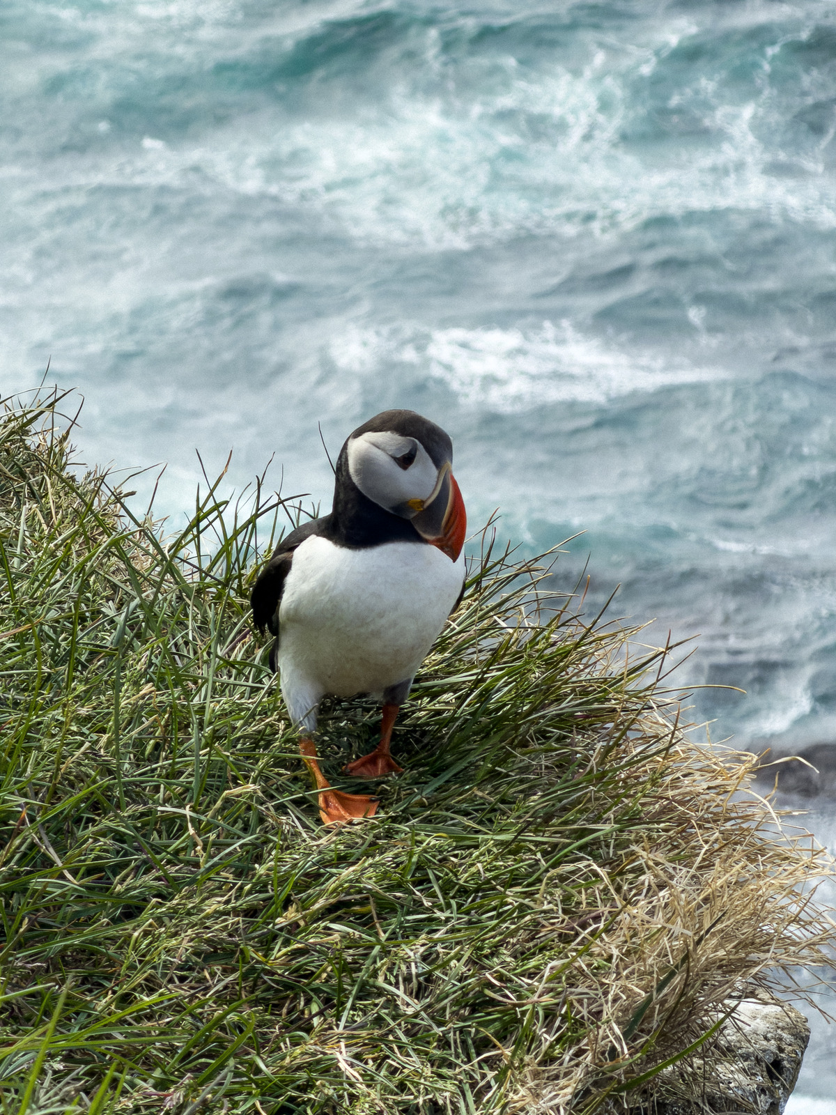 Atlantic puffin standing on a grassy cliff edge above the ocean with waves crashing in the background.