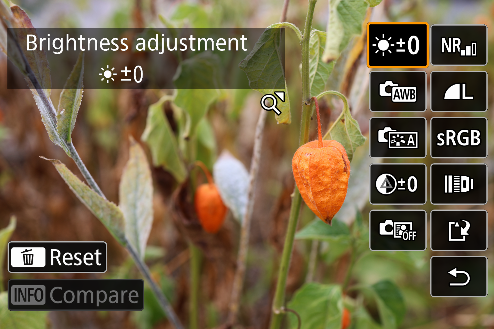 Canon EOS R8 II Raw image processing interface