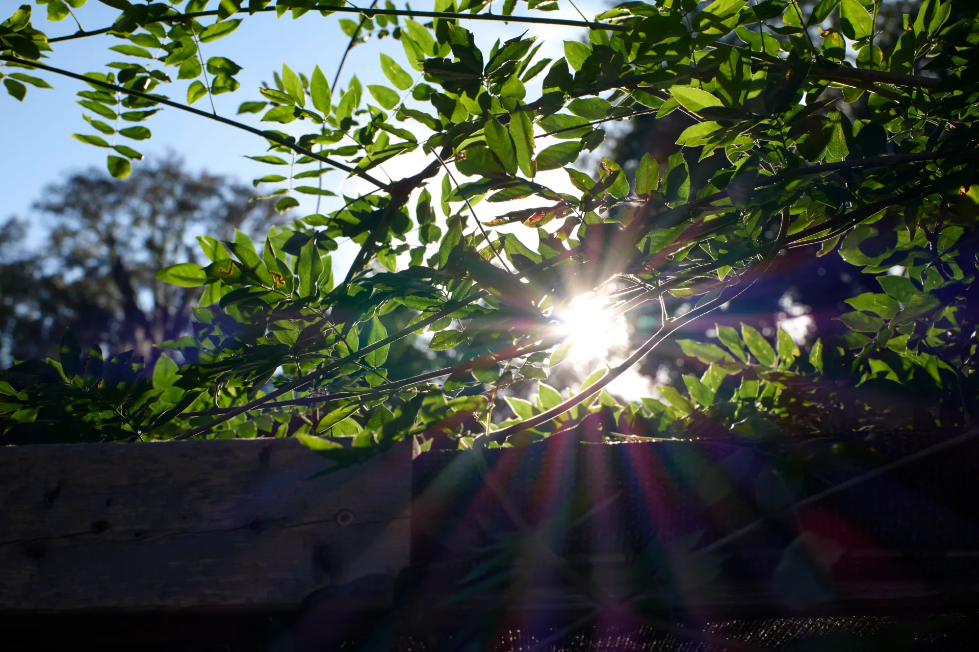 Sunlight filters through green leaves and branches over a wooden fence, with a lens flare visible. Trees and clear blue sky appear in the background.
